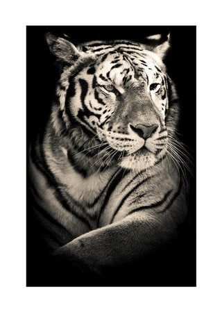 Black and white poster of a relaxed tiger with a calm, confident expression against a dark background.