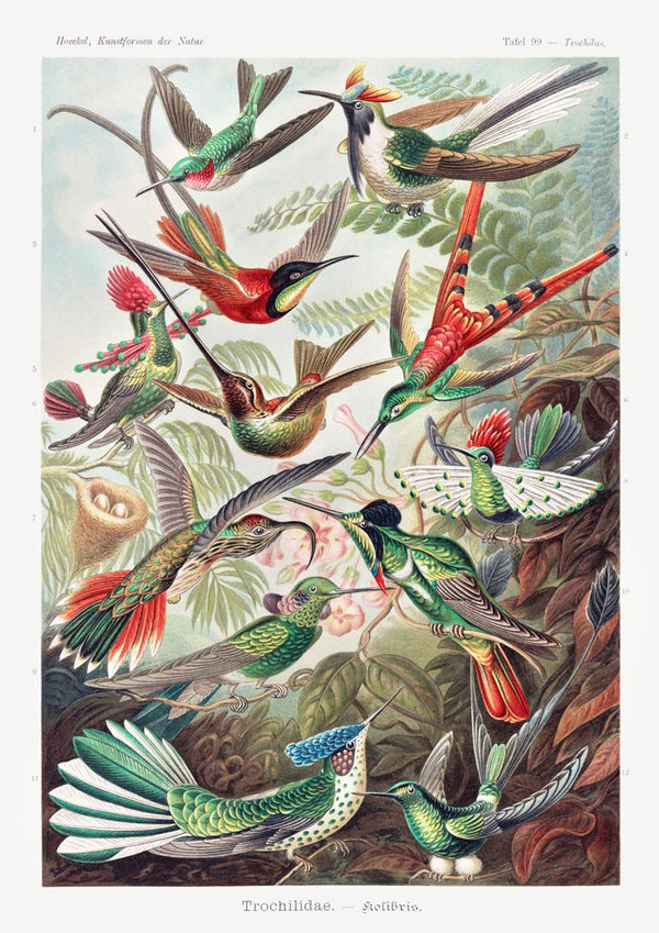 Trochilidae Kolibris - Ernst Haeckel