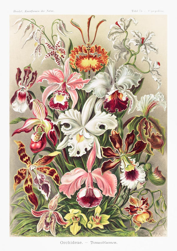 Orchideae Denusblumen - Ernst Haeckel