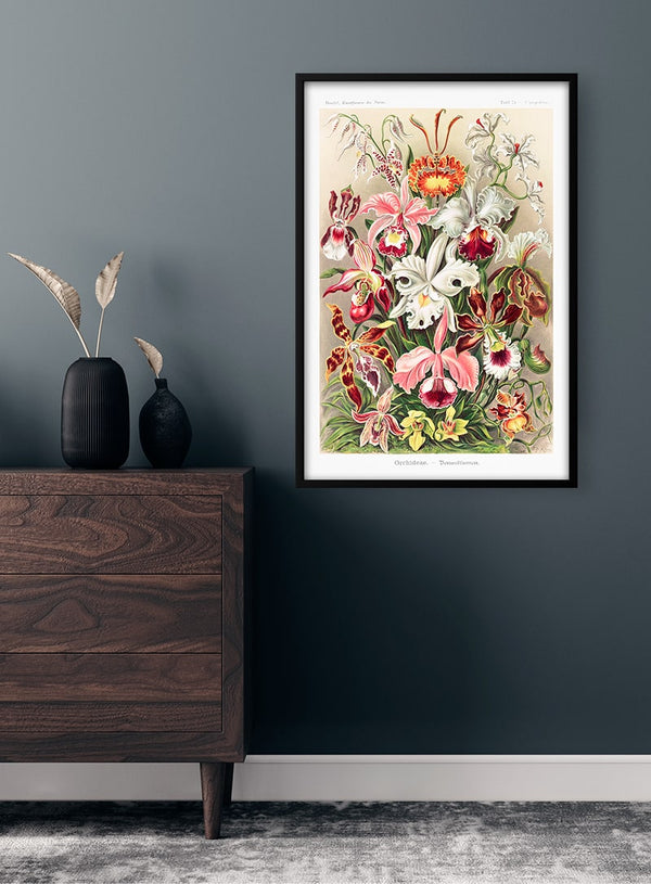 Orchideae Denusblumen - Ernst Haeckel
