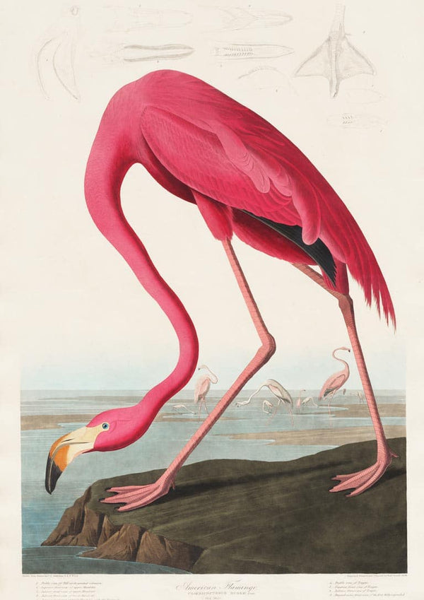 Pink Flamingo - John James Audubon