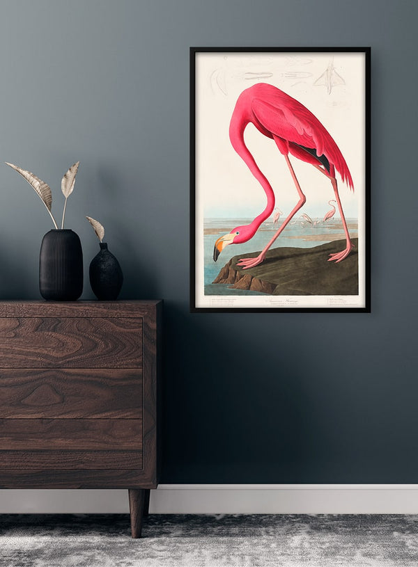 Pink Flamingo - John James Audubon