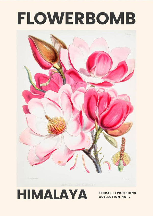Flowerbomb - Himalaya Kunstposter