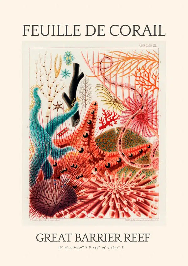 Vintage Korallenzeichnung - Great Barrier Reef Poster