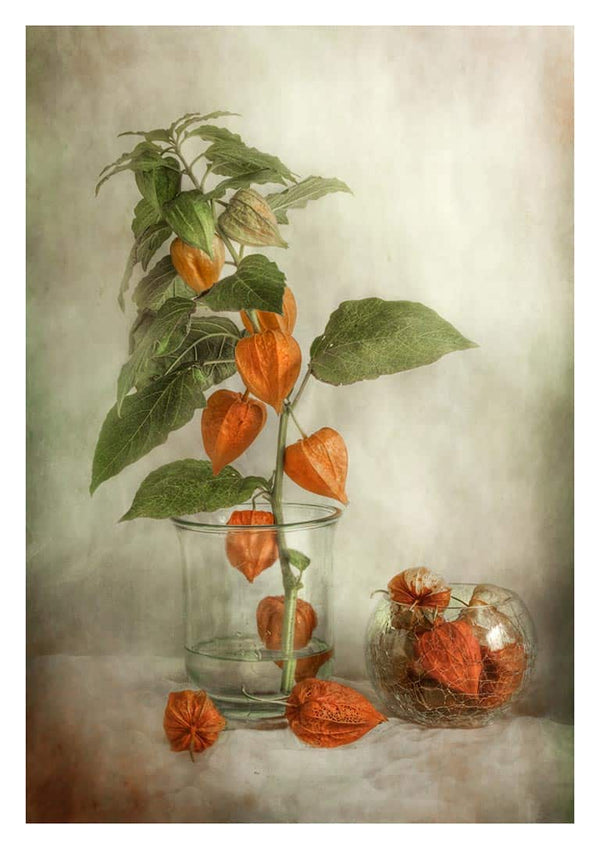 Lanterns - Mandy Disher