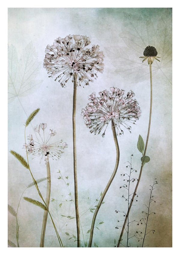 Allium – Mandy Disher