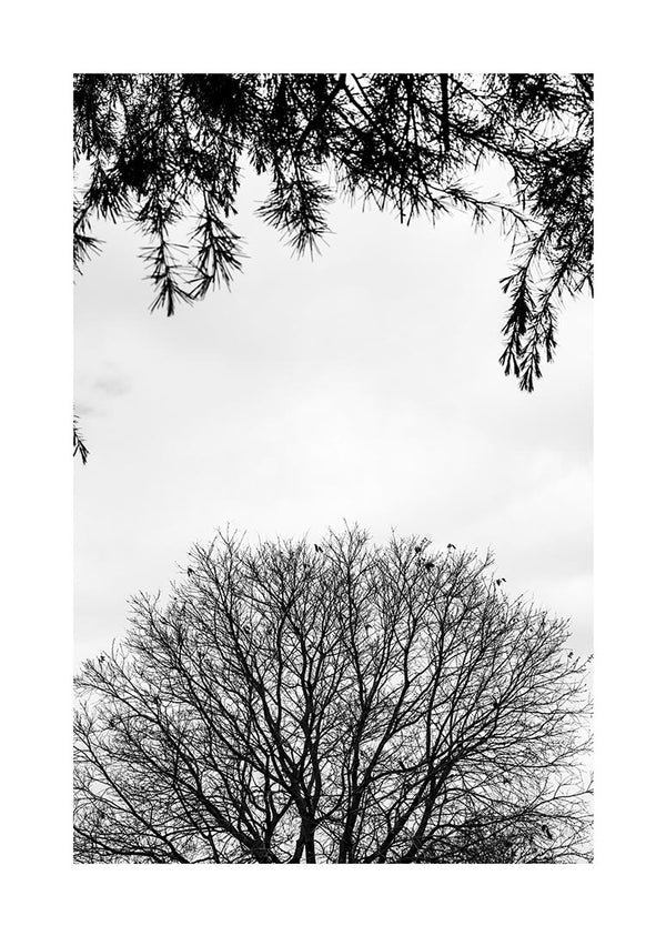 Poster Bäume und Äste