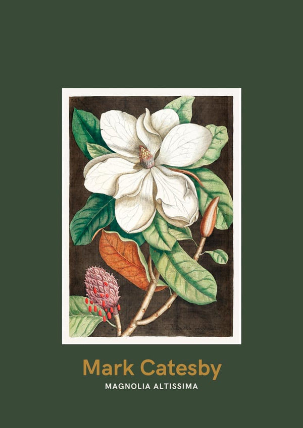 Lorbeerbaum von Mark Catesby, japanisches Kunstposter