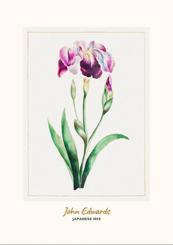 Japanische Iris von John Edwards, japanisches Kunstposter