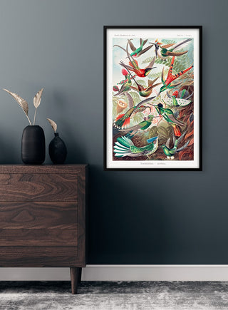 Framed print of Ernst Haeckel's "Trochilidae Kolibris" displayed above a wooden dresser in a modern room.
