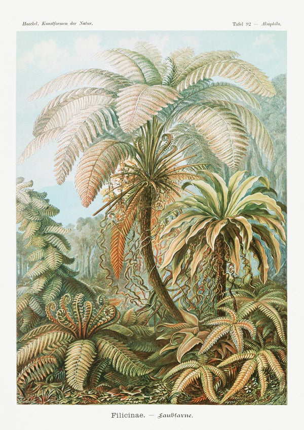 Filicinae Laubfarne - Ernst Haeckel