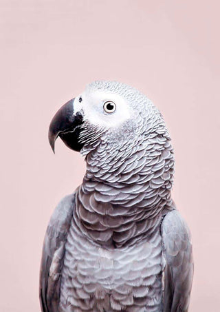 African Grey parrot with grey feathers and a black beak, shown against a plain light background.