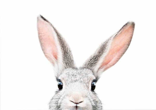 Spähender Hase