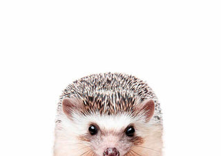 A cute hedgehog peeking with its face and spiky head visible, featured on the Peeking Hedgehog product page.