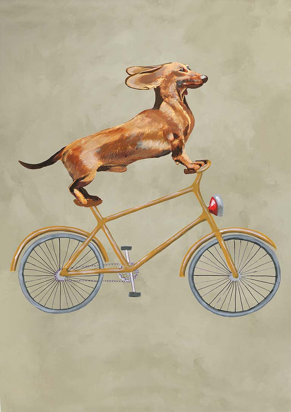 Daschund auf dem Fahrrad - Coco de Paris