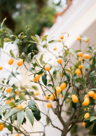 Branch of an Orange Capri tree with ripe orange fruits and green leaves, outdoors near a light-colored building.